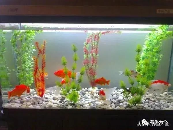 給觀賞魚殺菌用什么比較好_觀賞魚殺菌鹽有用嗎_觀賞魚殺菌