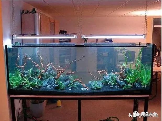 觀賞魚殺菌_給觀賞魚殺菌用什么比較好_觀賞魚殺菌鹽有用嗎