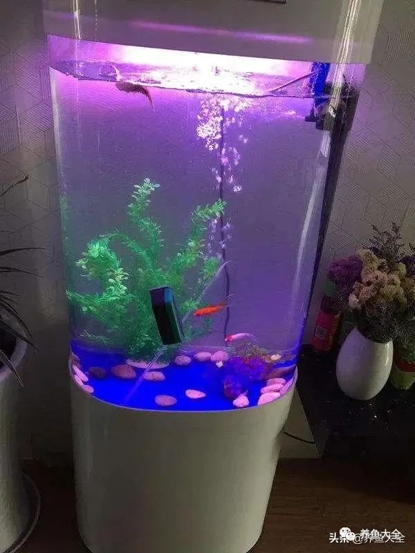 給觀賞魚殺菌用什么比較好_觀賞魚殺菌_觀賞魚殺菌鹽有用嗎