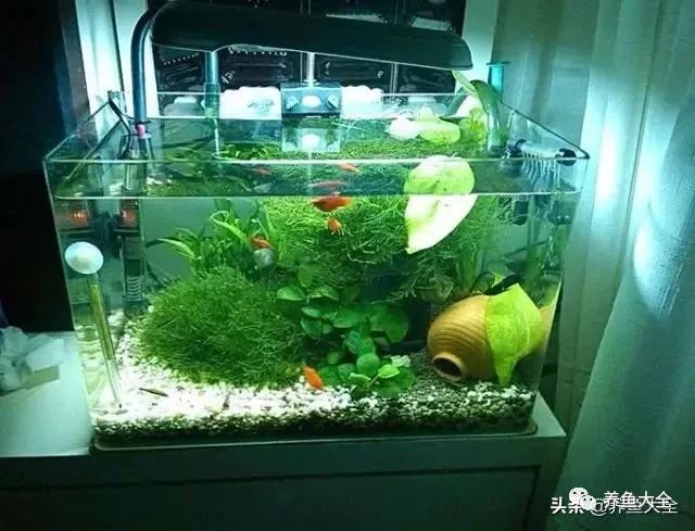 觀賞魚殺菌鹽有用嗎_觀賞魚殺菌_給觀賞魚殺菌用什么比較好