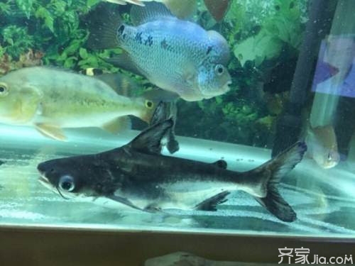 成吉思汗鯊飼養 有規律的投喂很重要0
