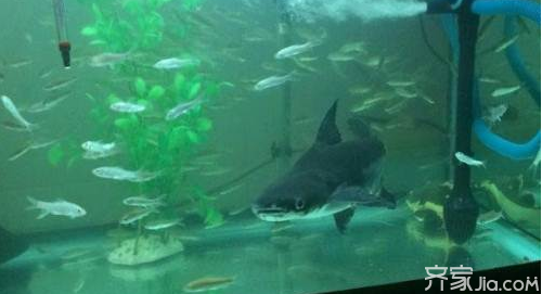 飼料觀賞魚吃藍鯊可以嗎_藍鯊觀賞魚吃什么飼料_飼料觀賞魚吃藍鯊會死嗎