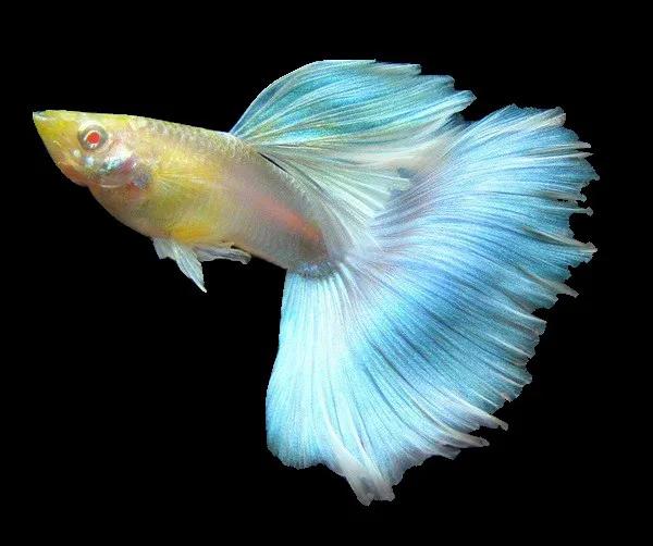 十大適合新手養的魚（新手適合養什么魚好看又好養）