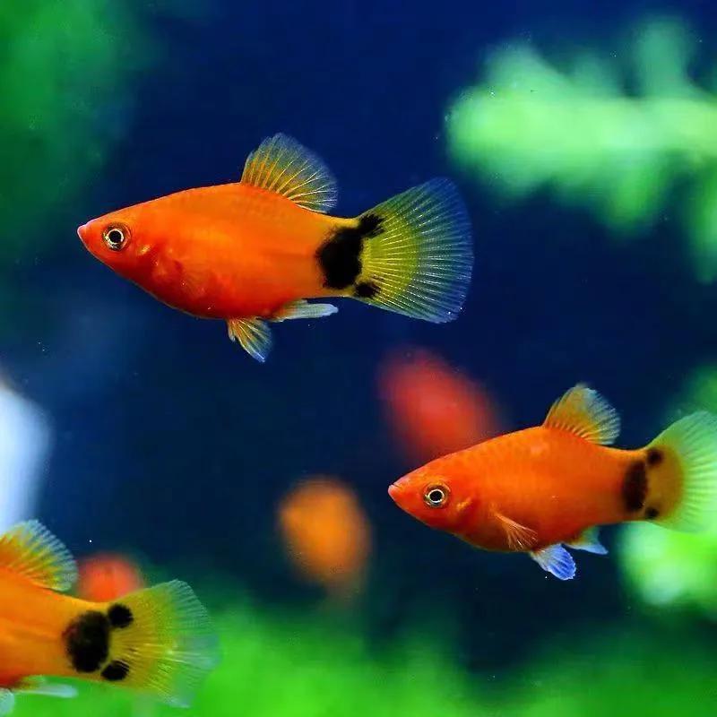 觀賞好看養魚好嗎_好養又好看的觀賞魚_觀賞魚好養