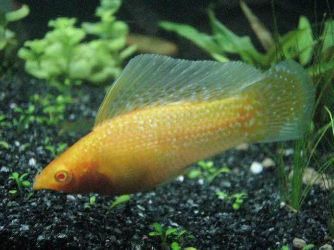 觀賞魚好養_觀賞好看養魚好嗎_好養又好看的觀賞魚