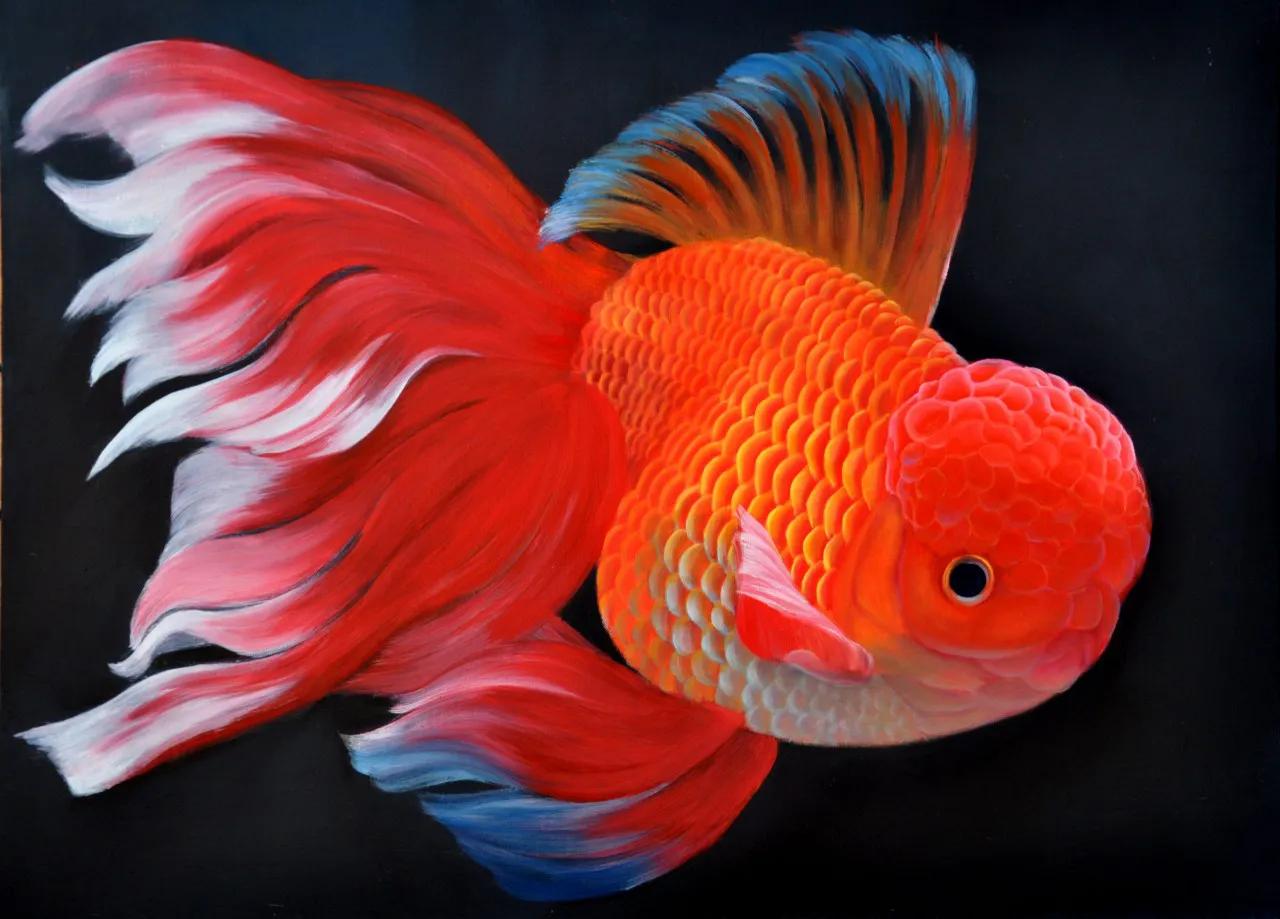 觀賞好看養魚好嗎_觀賞魚好養_好養又好看的觀賞魚