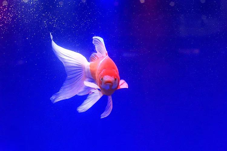 好養又好看的觀賞魚_觀賞魚好養_觀賞好看養魚好嗎