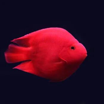 觀賞魚好養_觀賞好看養魚好嗎_好養又好看的觀賞魚