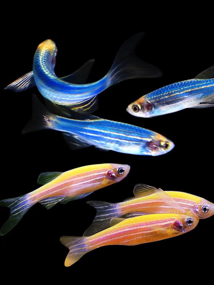 好養又好看的觀賞魚_觀賞好看養魚好嗎_觀賞魚好養