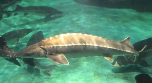 十大淡水名貴魚排行_名貴淡水觀賞魚排名_淡水名貴魚品種