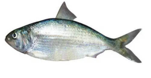 名貴淡水觀賞魚排名_淡水名貴魚品種_十大淡水名貴魚排行