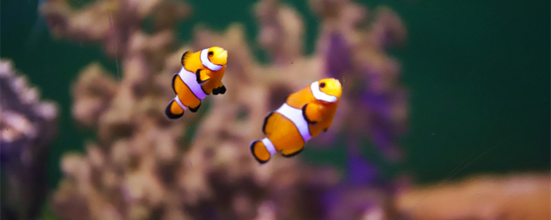 小型觀賞魚種類 小型觀賞魚種類有什么
