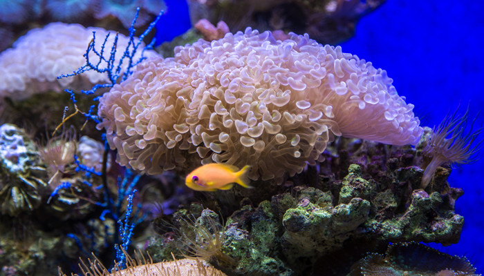 觀賞魚批發(fā)_觀賞觀賞魚_觀賞魚白毛病最好治療方法