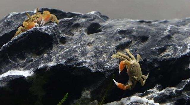 汽水觀賞魚有哪些_觀賞汽水魚有哪些品種_觀賞汽水魚有哪些
