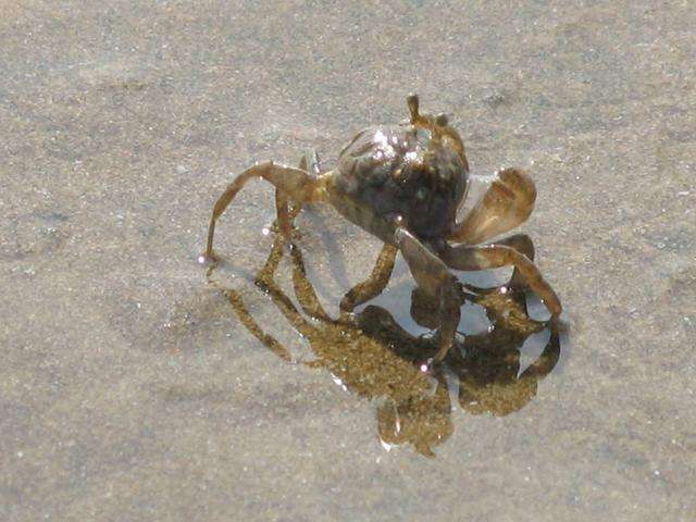 汽水觀賞魚有哪些_觀賞汽水魚有哪些品種_觀賞汽水魚有哪些