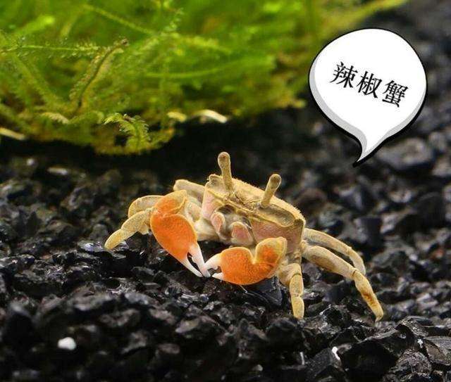 觀賞汽水魚有哪些_汽水觀賞魚有哪些_觀賞汽水魚有哪些品種