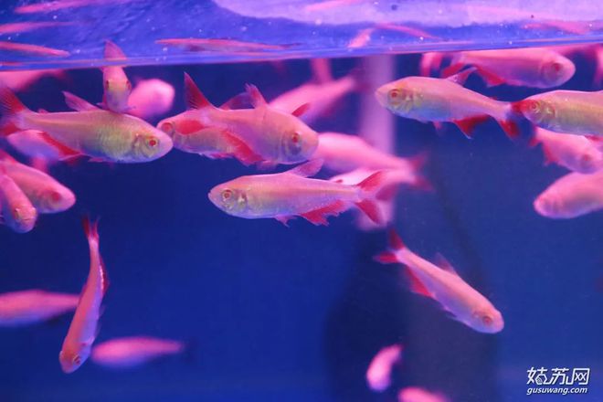 蘇州賣觀賞魚的地方_蘇州最大的觀賞魚市場_蘇州魚市批發市場