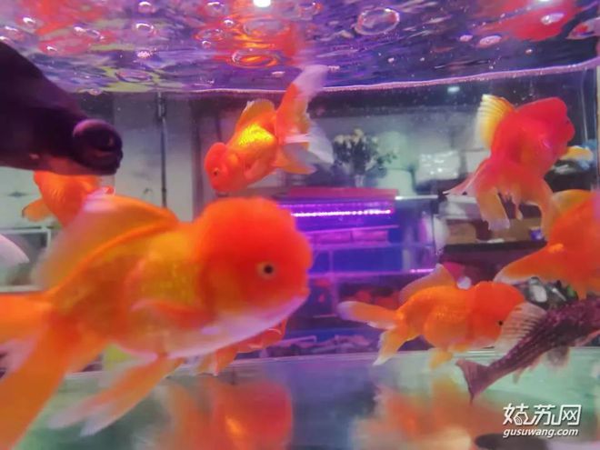 蘇州賣觀賞魚的地方_蘇州最大的觀賞魚市場_蘇州魚市批發市場