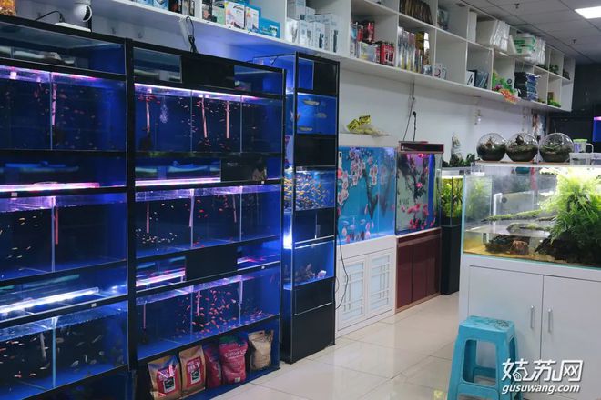 蘇州最大的觀賞魚市場_蘇州賣觀賞魚的地方_蘇州魚市批發市場