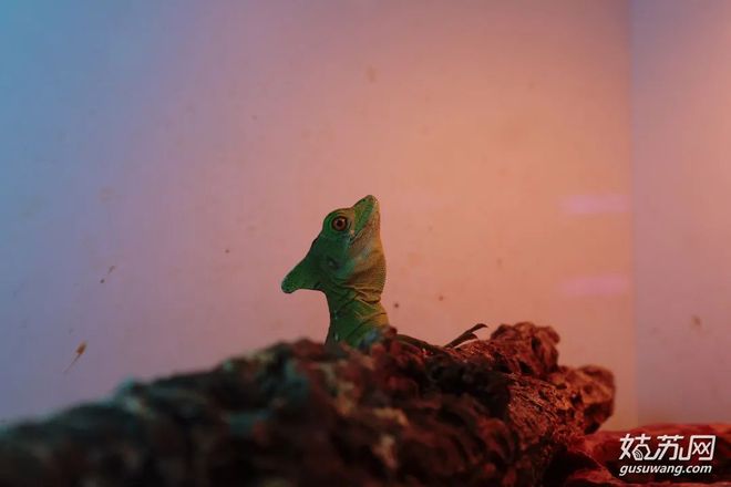 蘇州賣觀賞魚的地方_蘇州最大的觀賞魚市場_蘇州魚市批發市場