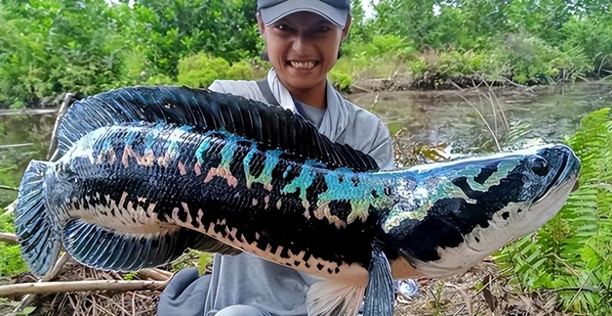 東南亞猛魚號稱“肢解狂魔”！被當成寵物魚后，已入侵我國河道？