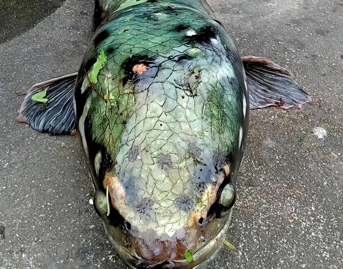 中等體型觀賞魚_中等體型的觀賞魚_體型觀賞中等魚圖片