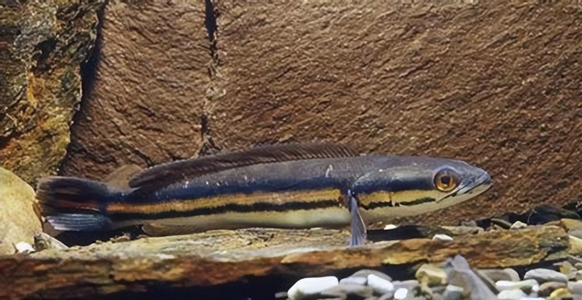 中等體型觀賞魚_體型觀賞中等魚圖片_中等體型的觀賞魚