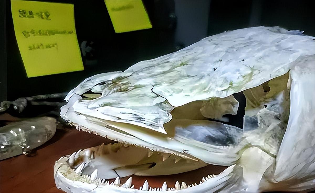 體型觀賞中等魚圖片_中等體型的觀賞魚_中等體型觀賞魚