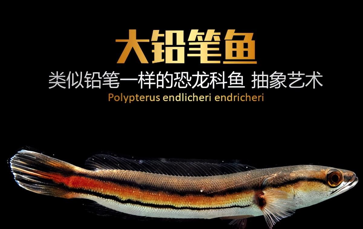 中等體型觀賞魚_中等體型的觀賞魚_體型觀賞中等魚圖片