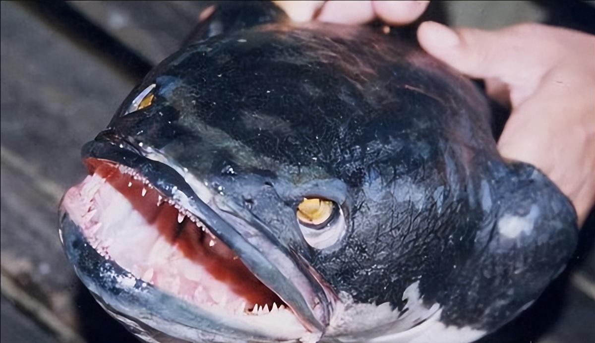 中等體型的觀賞魚_中等體型觀賞魚_體型觀賞中等魚圖片
