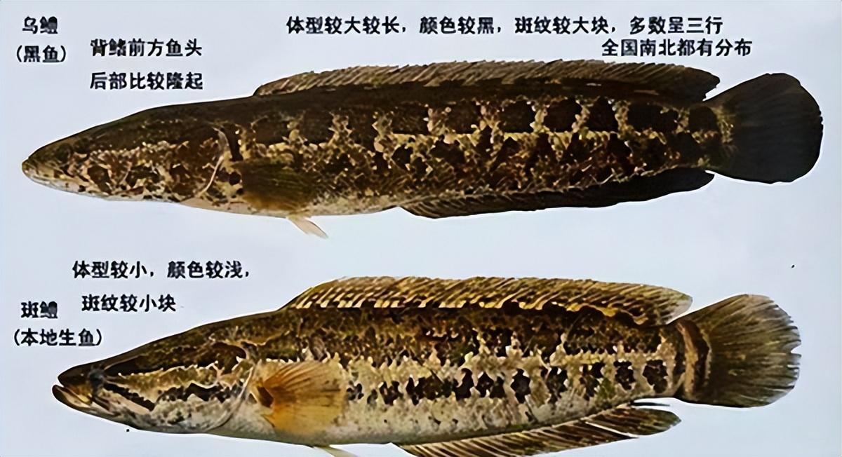 體型觀賞中等魚圖片_中等體型觀賞魚_中等體型的觀賞魚