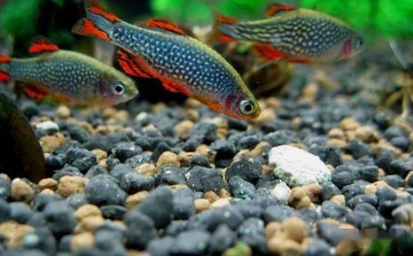 常見的 10 種觀賞魚外寄生蟲病的癥狀診斷，附帶治療方法