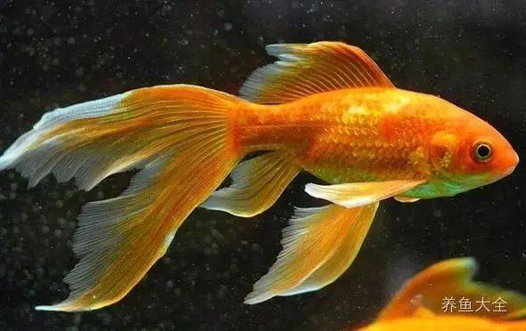 觀賞魚疾病_觀賞魚疾病大全_觀賞魚病種類