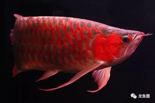 自來(lái)水適合養(yǎng)什么觀賞魚(yú)_自來(lái)水養(yǎng)魚(yú)需要注意什么_自來(lái)水適不適合養(yǎng)魚(yú)