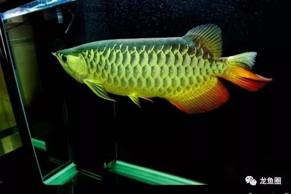 自來(lái)水適不適合養(yǎng)魚(yú)_自來(lái)水適合養(yǎng)什么觀賞魚(yú)_自來(lái)水養(yǎng)魚(yú)需要注意什么