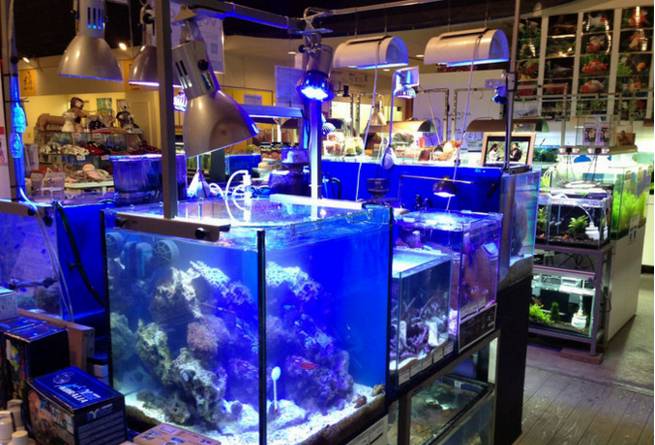海魚觀賞魚批發市場_海水觀賞魚批發商微信_海水魚觀賞魚批發