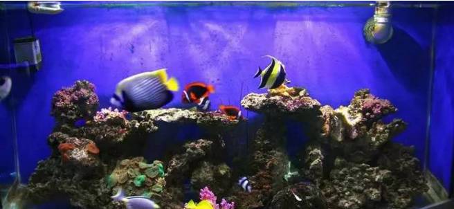 海魚觀賞魚批發市場_海水觀賞魚批發商微信_海水魚觀賞魚批發