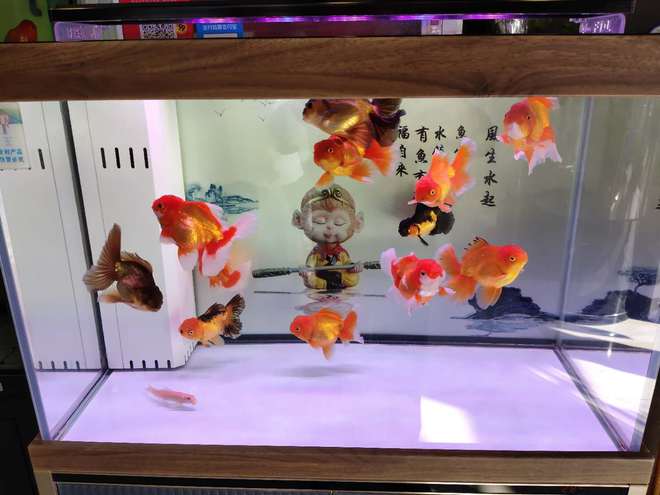觀賞魚毫無征兆一條接一條死去，原因在哪里？注意四大方面的問題