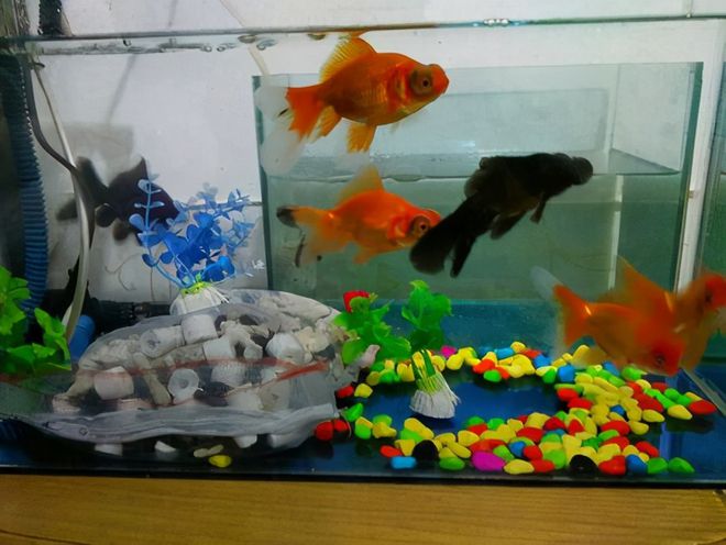 冷水觀賞魚如何飼養(yǎng)_養(yǎng)冷水觀賞魚注意事項_冷水飼養(yǎng)觀賞魚怎么養(yǎng)