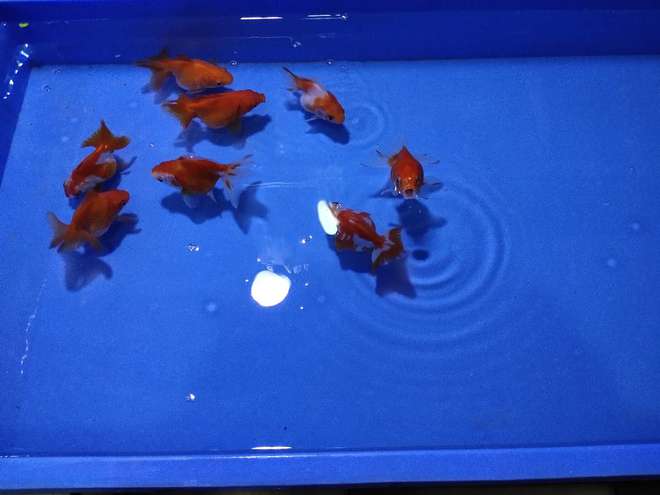 養(yǎng)冷水觀賞魚注意事項_冷水飼養(yǎng)觀賞魚怎么養(yǎng)_冷水觀賞魚如何飼養(yǎng)