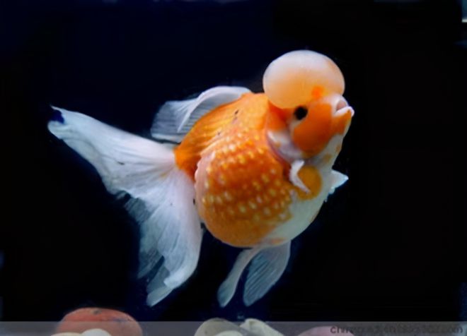 養(yǎng)冷水觀賞魚注意事項_冷水飼養(yǎng)觀賞魚怎么養(yǎng)_冷水觀賞魚如何飼養(yǎng)