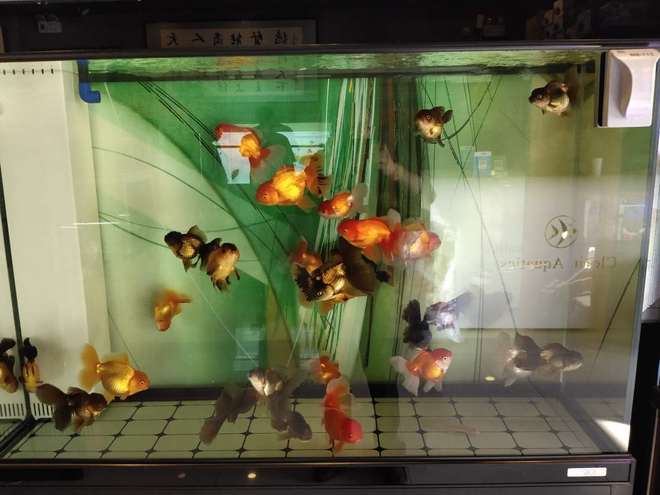 冷水飼養(yǎng)觀賞魚怎么養(yǎng)_養(yǎng)冷水觀賞魚注意事項_冷水觀賞魚如何飼養(yǎng)