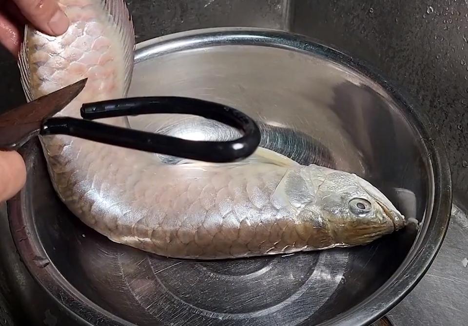 觀賞魚(yú)龍魚(yú)價(jià)格_觀賞魚(yú)的龍魚(yú)價(jià)格是多少_魚(yú)觀賞龍價(jià)格是多少