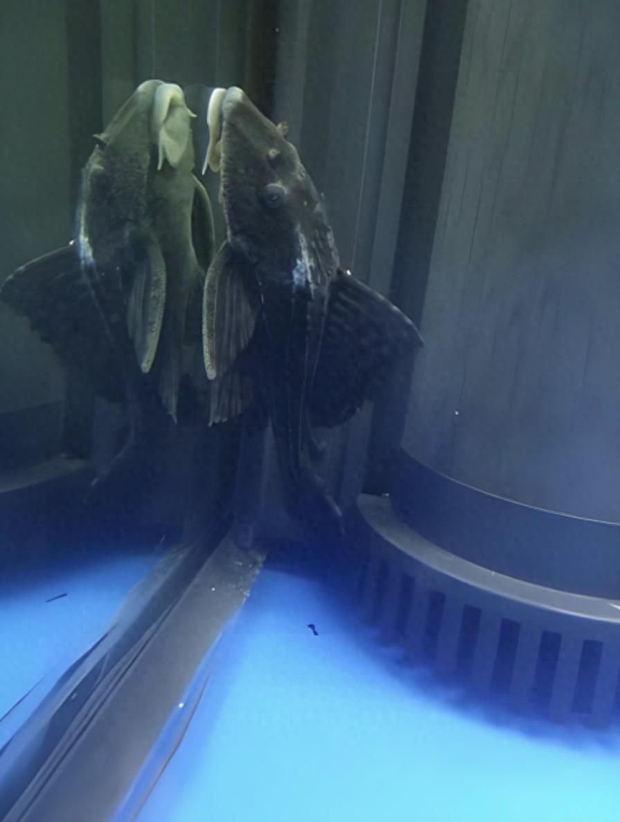 養孔雀魚，是否需要養清道夫？共舞還是相殺？