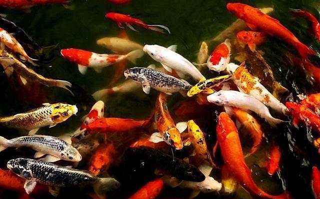 觀賞魚常見?。ㄅ鋱D版）