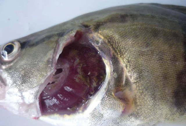 觀賞爛嘴爛身用什么藥最好_觀賞魚魚爛嘴_觀賞魚爛嘴是怎么回事