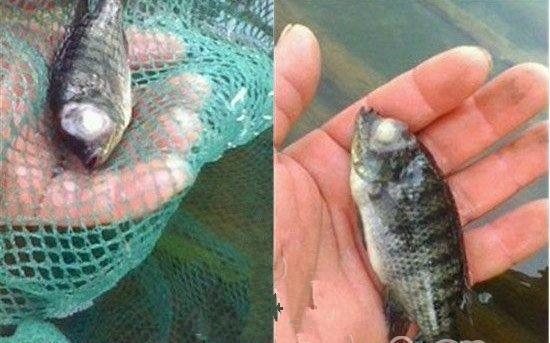 觀賞魚爛嘴是怎么回事_觀賞爛嘴爛身用什么藥最好_觀賞魚魚爛嘴