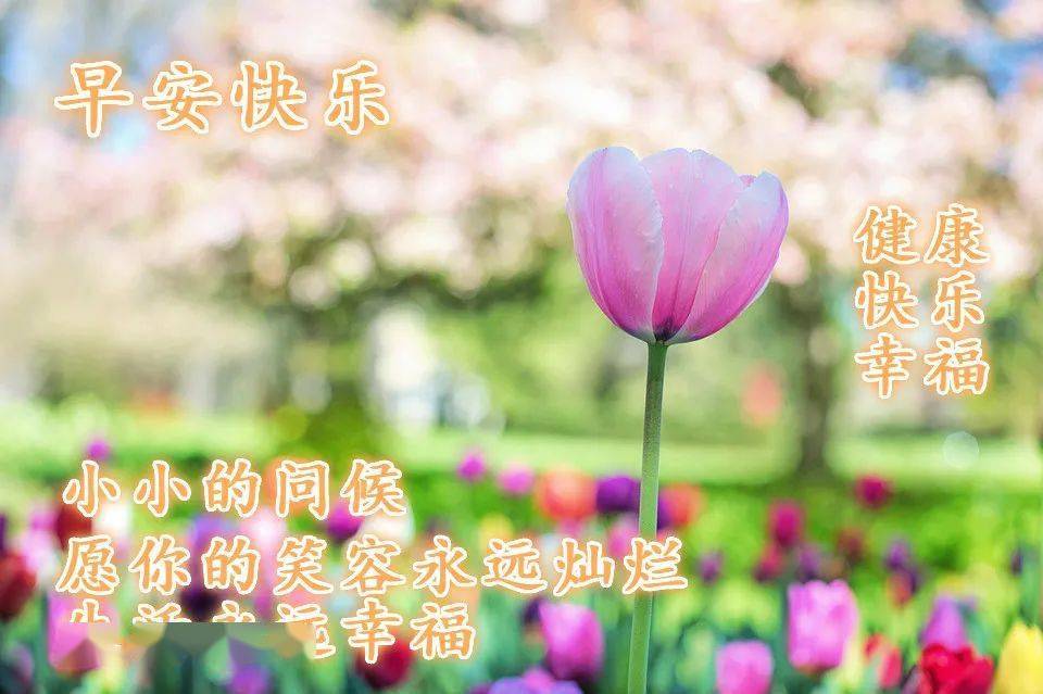 早安祝福短信最溫馨的話_溫馨的早安祝福短信_話溫馨短信早安祝福的句子