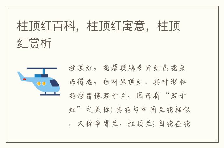 柱頂紅百科，柱頂紅寓意，柱頂紅賞析
