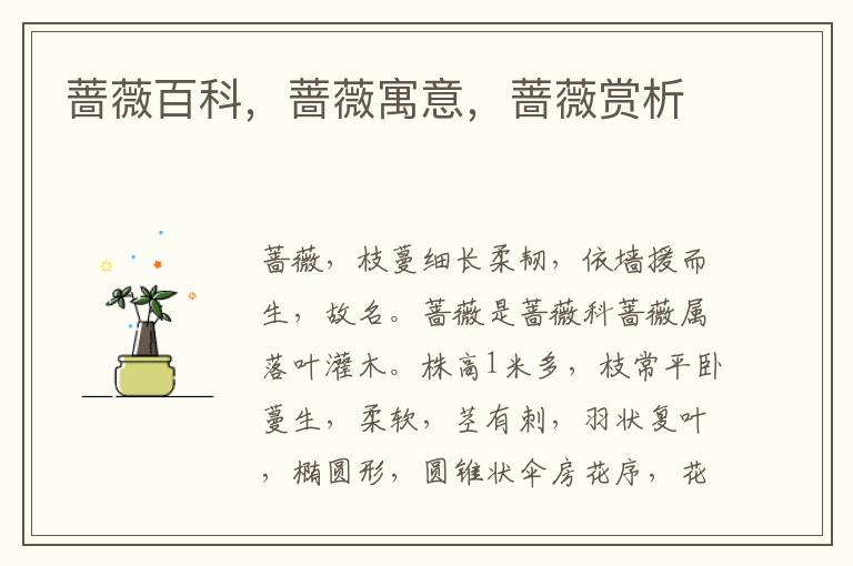 薔薇百科，薔薇寓意，薔薇賞析